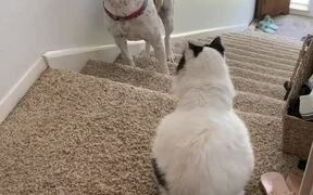 Scared Dog Tries to get Past Cat Sitting on Stairs
