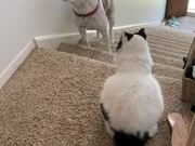Scared Dog Tries to get Past Cat Sitting on Stairs