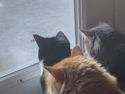 Cats Observe Panicked Squirrel Stuck Inside a Bowl