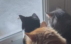 Cats Observe Panicked Squirrel Stuck Inside a Bowl - Animals - Videotime.com