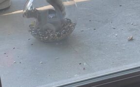 Cats Observe Panicked Squirrel Stuck Inside a Bowl