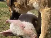 Dog Loves to Pet Pigs
