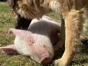 Dog Loves to Pet Pigs