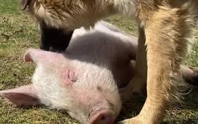 Dog Loves to Pet Pigs - Animals - Videotime.com