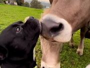 Cows Shower Dog With Kisses