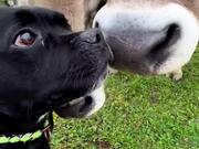 Cows Shower Dog With Kisses