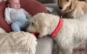 Dogs Line Up and Drop Ball Around Toddler to Play