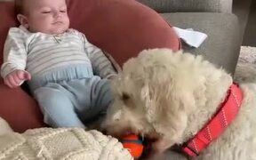 Dogs Line Up and Drop Ball Around Toddler to Play