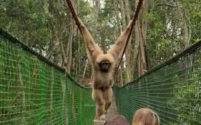 Joyful Gibbon Ape Swings Over Tourist Family