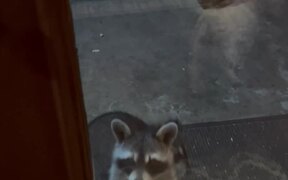 Well-Mannered Raccoons Visit a House - Animals - Videotime.com