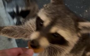 Well-Mannered Raccoons Visit a House - Animals - Videotime.com