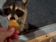 Well-Mannered Raccoons Visit a House