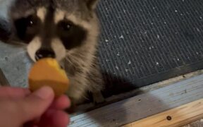 Well-Mannered Raccoons Visit a House