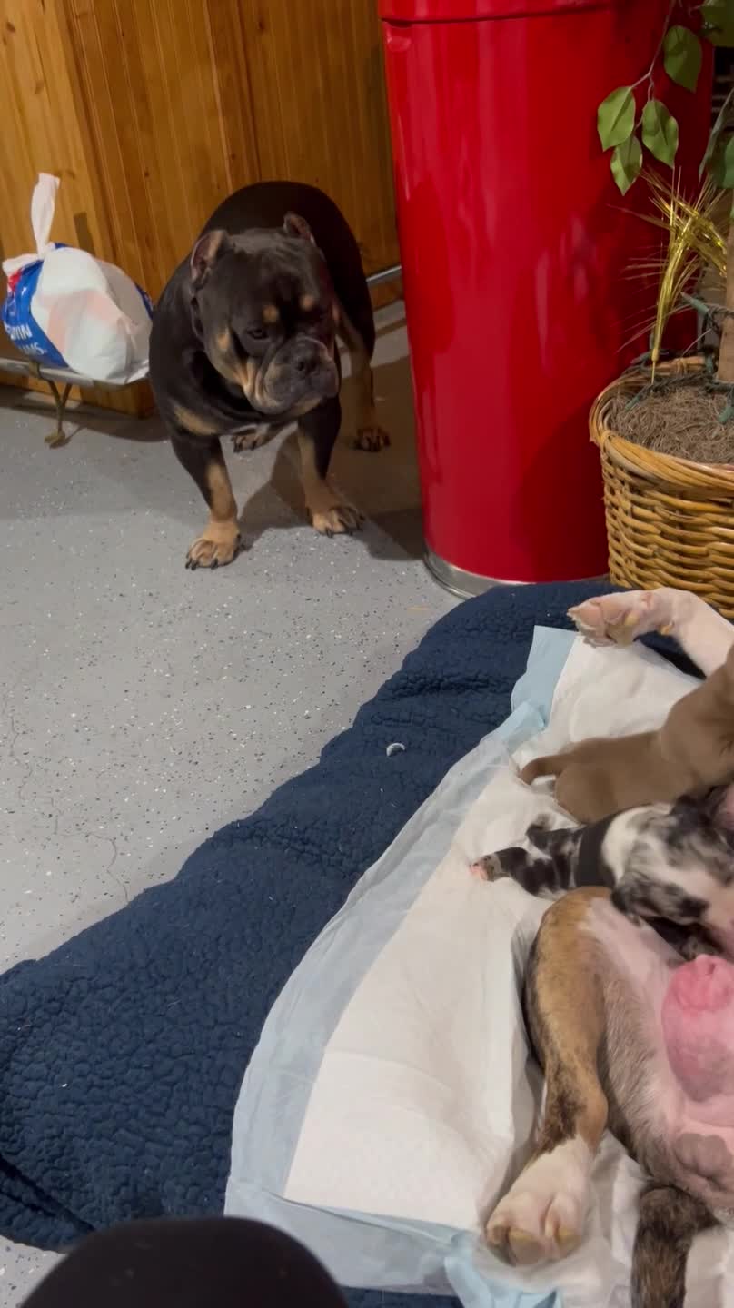 Bully Appalled AtThe Sight of Mom Feeding Her Pups