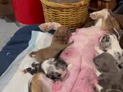 Bully Appalled AtThe Sight of Mom Feeding Her Pups