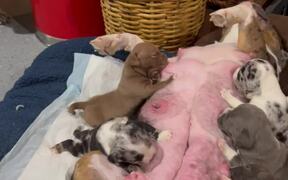 Bully Appalled AtThe Sight of Mom Feeding Her Pups - Animals - Videotime.com
