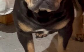 Bully Appalled AtThe Sight of Mom Feeding Her Pups - Animals - Videotime.com