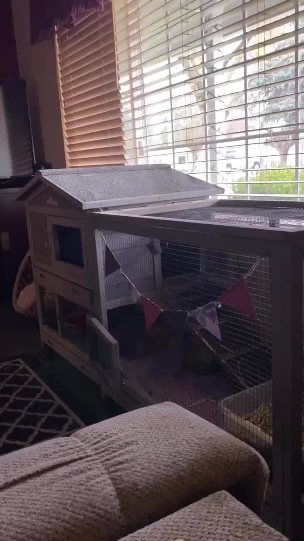 Bunny Crashes Into Pet Barrier While Running
