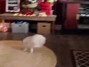 Bunny Crashes Into Pet Barrier While Running