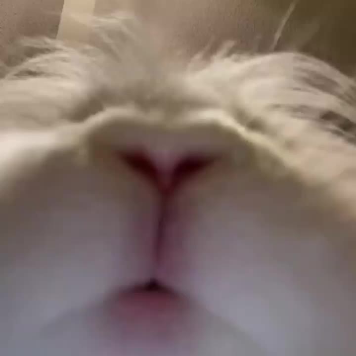 ASMR of Bunny Adorably Munching on Some Treats
