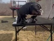 Dog Falls off Table While Shaking Water off Body