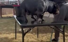 Dog Falls off Table While Shaking Water off Body