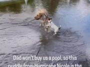 Dog Playing in Puddle Gets Scared of His Leash