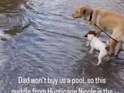Dog Playing in Puddle Gets Scared of His Leash