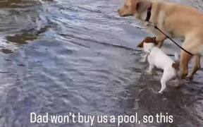 Dog Playing in Puddle Gets Scared of His Leash - Animals - Videotime.com
