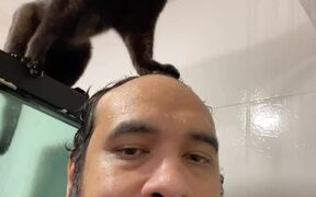 Cat Drinks Water From Shower - Animals - Videotime.com
