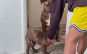 Dog Helps Puppy to Follow Owner's Command