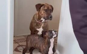 Dog Helps Puppy to Follow Owner's Command - Animals - Videotime.com