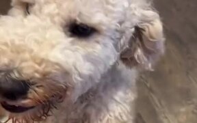Puppy Gobbles up Lasagna Left on Kitchen Counter - Animals - Videotime.com