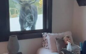 Moose Knocks on Kid's Window