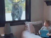 Moose Knocks on Kid's Window