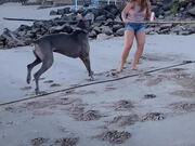 Dog Carrying Stick Accidentally Smacks Owner