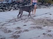 Dog Carrying Stick Accidentally Smacks Owner
