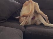 Dog Struggles to Catch His Tail in Weird Position