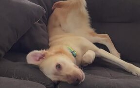 Dog Struggles to Catch His Tail in Weird Position