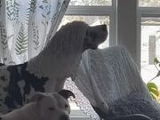 Dog Covers A Head With Blanket From Rocking Chair