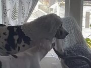 Dog Covers A Head With Blanket From Rocking Chair