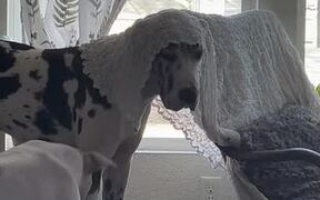 Dog Covers A Head With Blanket From Rocking Chair - Animals - Videotime.com