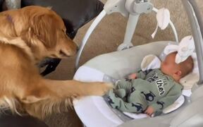 Dog Swings Baby Rocker - Animals - Videotime.com