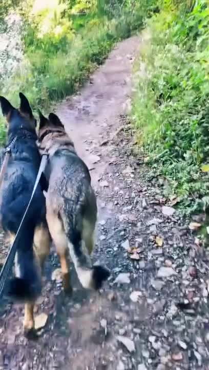 Dogs Enjoy Going on Hikes With Owner