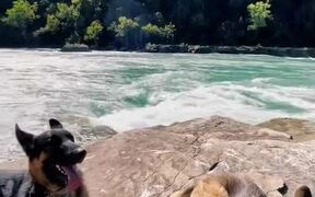 Dogs Enjoy Going on Hikes With Owner