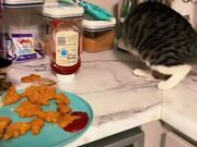 Cats Eat Nuggets Out of Plate Kept on a Counter