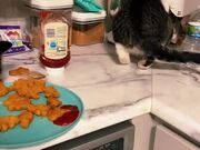 Cats Eat Nuggets Out of Plate Kept on a Counter