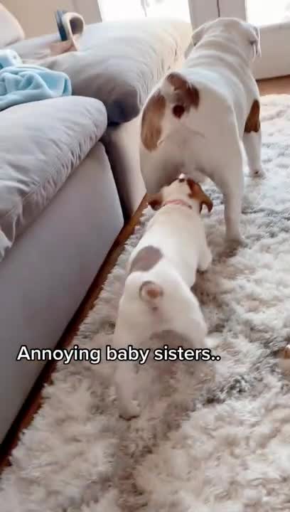 Dog Sits On Puppy When She Tries Walking Under Him