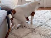 Dog Sits On Puppy When She Tries Walking Under Him