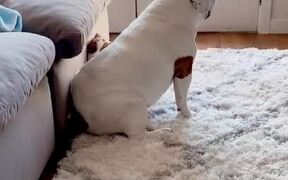 Dog Sits On Puppy When She Tries Walking Under Him - Animals - Videotime.com